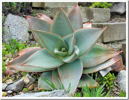 121228_UCBotGarden_Aloe-striata_01