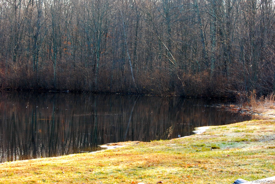 [4.%2520pond%2520edge-kab%255B4%255D.jpg]