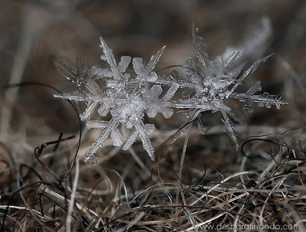 flocos-de-neve-macro-snowflakes-macro-photography-andrew-osokin-desbaratinando (3) flocos-de-neve-macro-snowflakes-macro-photography-andrew-osokin-desbaratinando (3)