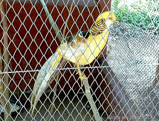 41- Glória Ishizaka - Marília - faisão canário