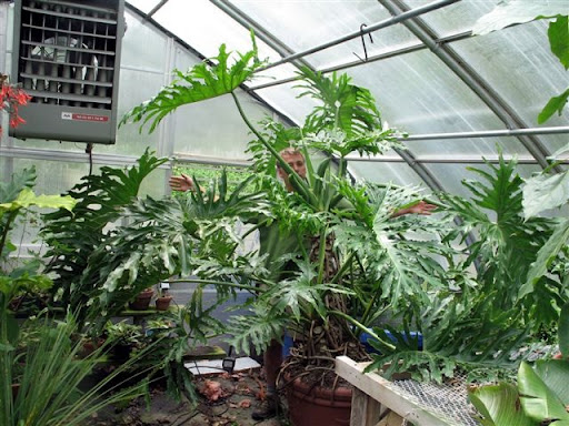 My 8-foot tall Swiss Cheese plant at David Burdick Daffodils and More.