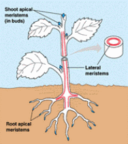 Examples of Apical Meristems / Intercalary Meristems/ Lateral Meristems