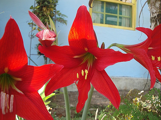 [Amarilis%25209%2520de%2520set%25202011%2520005%255B1%255D.jpg]
