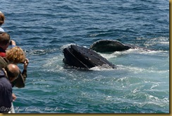Humpback Whale  feeding