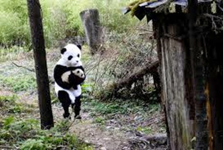 panda suit