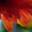 Backlit.jpg