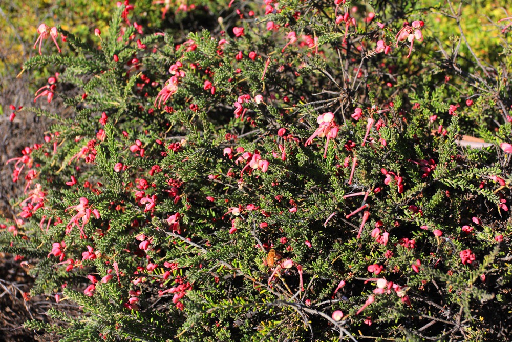 [121027_UCSCArboretum_Grevillea-lanigera-Coastal-Gem_02%255B12%255D.jpg]