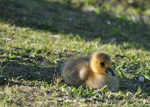 DSC_0035_new.jpg
