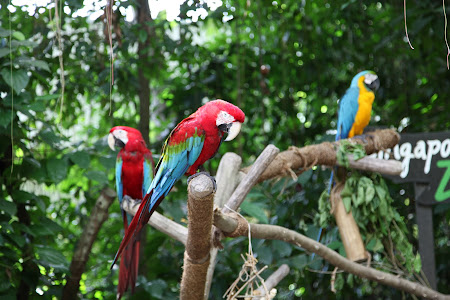 Photos of Singapore zoo 