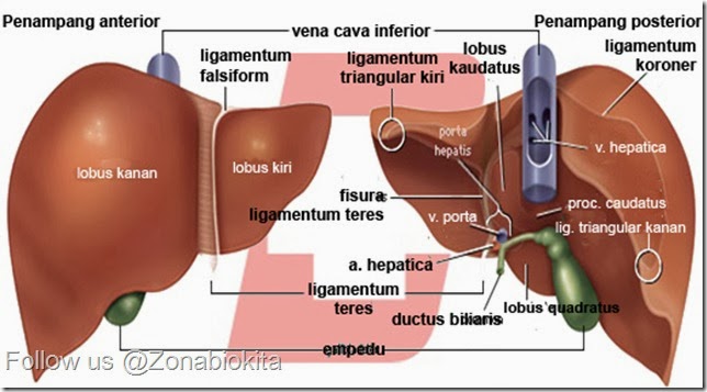 76+ Gambar Organ Hati Yang Rusak Paling Hist 76+ Gambar Organ Hati Yang Rusak Paling Hist
