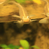 Im Aquarium in Skansen. Stockholm - 3 Tag 251.jpg