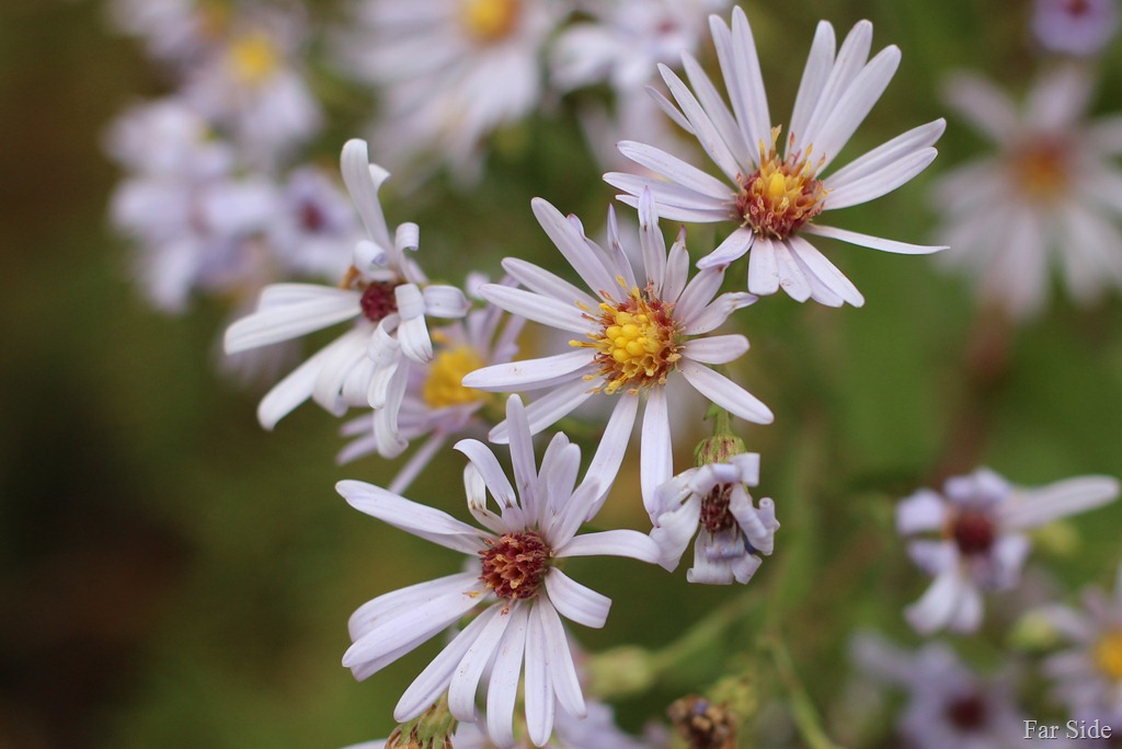 [Asters%255B9%255D.jpg]