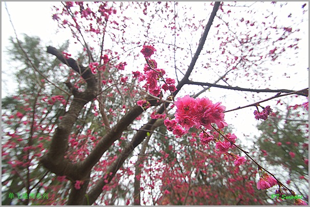 山樱花 山樱花