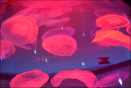 jellyfish jellyfish