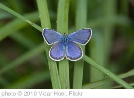 'Butterfly' photo (c) 2010, Vidar Hoel - license: http://creativecommons.org/licenses/by/2.0/