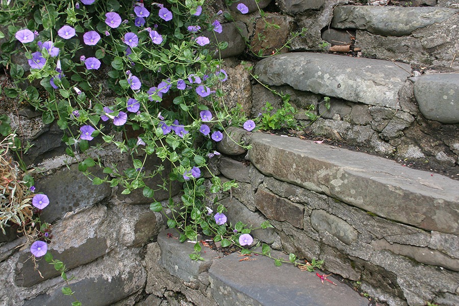 [040702_england_clovelly426%255B2%255D.jpg]
