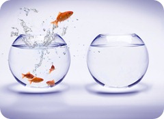 fish-bowl-backgrounds-wallpapers