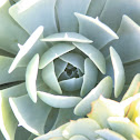 Echeveria