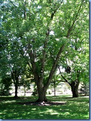 6446 Ottawa 1 Sussex Dr - Rideau Hall - silver maple planted by Nancy Reagan