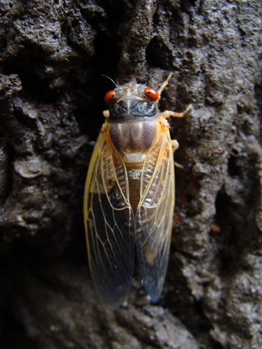 halfdry cicada