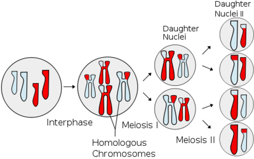 [500px-Meiosis_Overview.svg%255B3%255D.png]