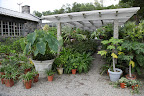 Horrors!  Look at all of Martha's tropical plants under the shade pergola.