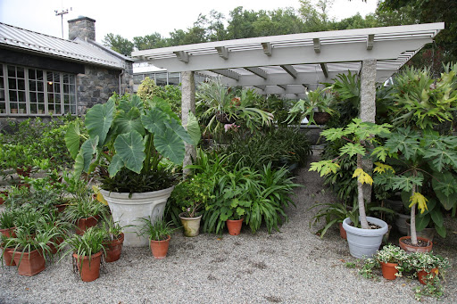 Horrors!  Look at all of Martha's tropical plants under the shade pergola.