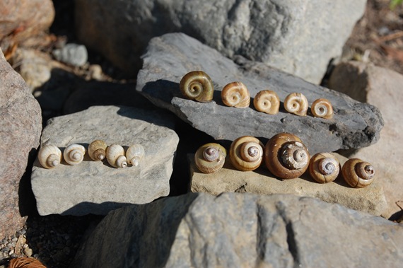 [Shells2.jpg]