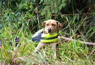 Dogs Trekking 6 (216_1) (18) Dogs Trekking 6 (216_1) (18)