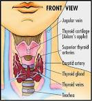 thyroid thyroid