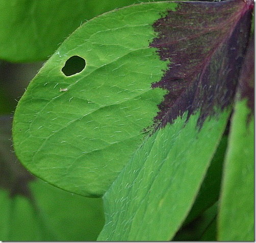 garden-oxalis-flawed-aug08 garden-oxalis-flawed-aug08