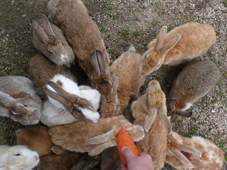 okunoshima-4 okunoshima-4