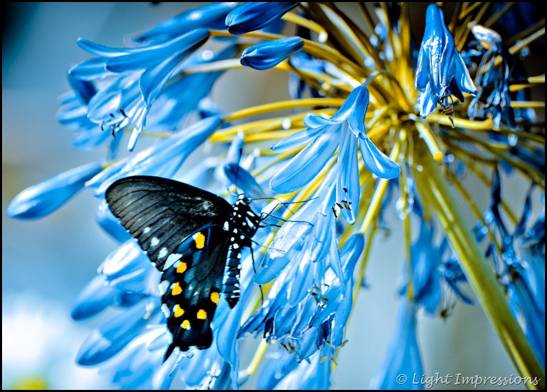 Black Swallowtail Butterfly
