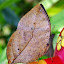 Papillon qui se prend pour une feuille morte