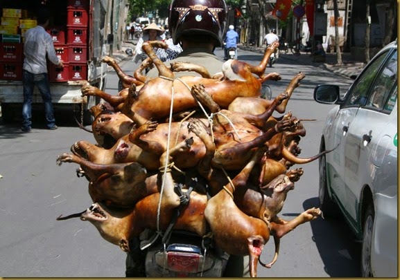 Vietnam-carne cachorro-voong ngau pin 1