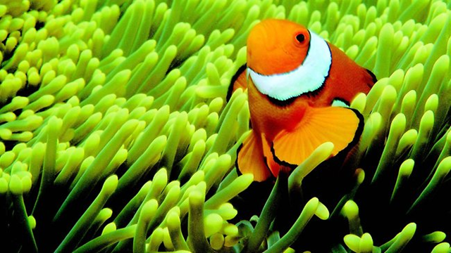 Clownfish (pictured) like the one in Finding Nemo, all species of marine turtles including the green turtle, as well as many species of seahorse, are at risk of extinction, as are the scalloped hammerhead shark and the eagle ray. Mark Nissen