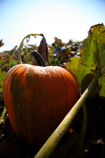 You can pick your own pumpkin at the Rutledge-Wilson Farm! (Photo credit: Alex Crowder)