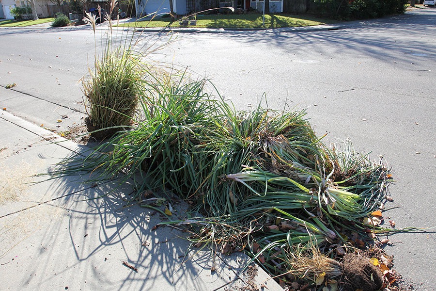 [111203_plants_in_curb%255B6%255D.jpg]
