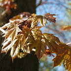 DSC_4428.JPG