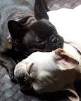 Bubble, a French bulldog from San Diego, California, used her big brother Jimeny to Bubble, a French bulldog from San Diego, California, used her big brother Jimeny to