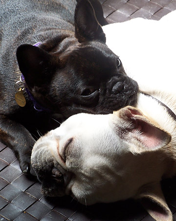 Bubble, a French bulldog from San Diego, California, used her big brother Jimeny to Bubble, a French bulldog from San Diego, California, used her big brother Jimeny to