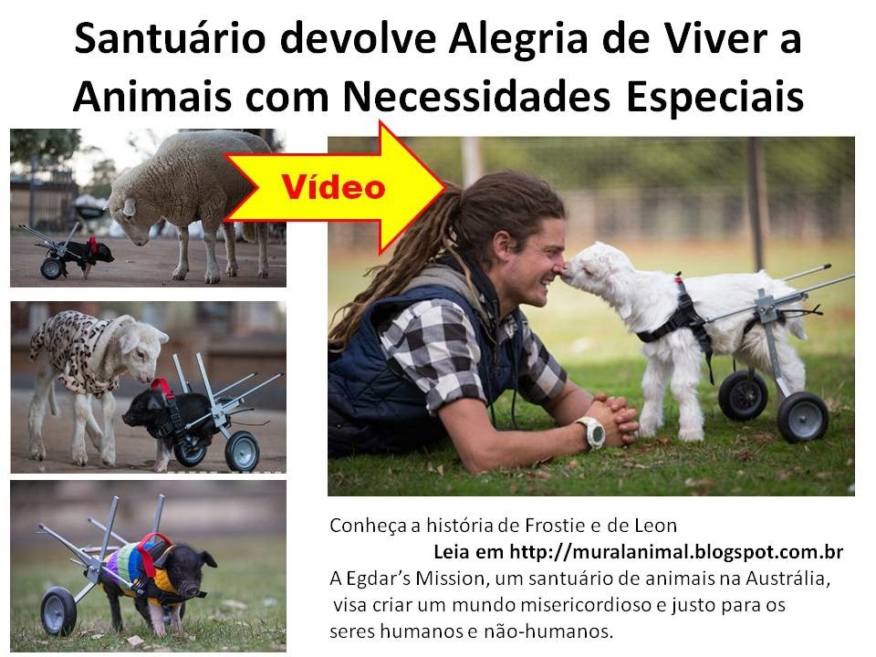 [Santu%25C3%25A1rio%2520devolve%2520Alegria%2520de%2520Viver%2520a%2520Animais%2520com%255B3%255D.jpg]