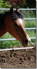 horses2011-11