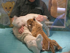 White tiger cubs at the MGM Mirage.