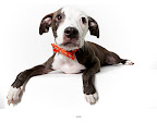 Jamis/ Seamus...
waiting to be adopted at The Humane Society of New York.
See link at end of blog post for more details.
Photo by Richard Phibbs. Jamis/ Seamus...
waiting to be adopted at The Humane Society of New York.
See link at end of blog post for more details.
Photo by Richard Phibbs.