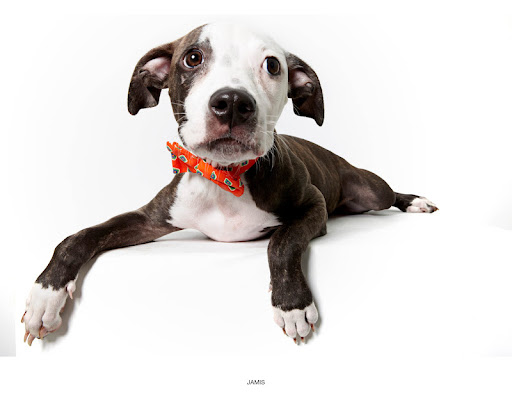 Jamis/ Seamus...
waiting to be adopted at The Humane Society of New York. 
See link at end of blog post for more details.
Photo by Richard Phibbs.