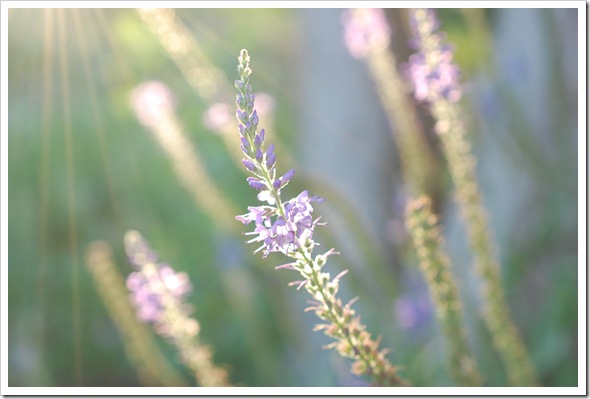 Loosestrife