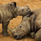 [Rhino-Poaching3.jpg]