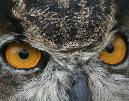 great-horned-owl-lg-30023835