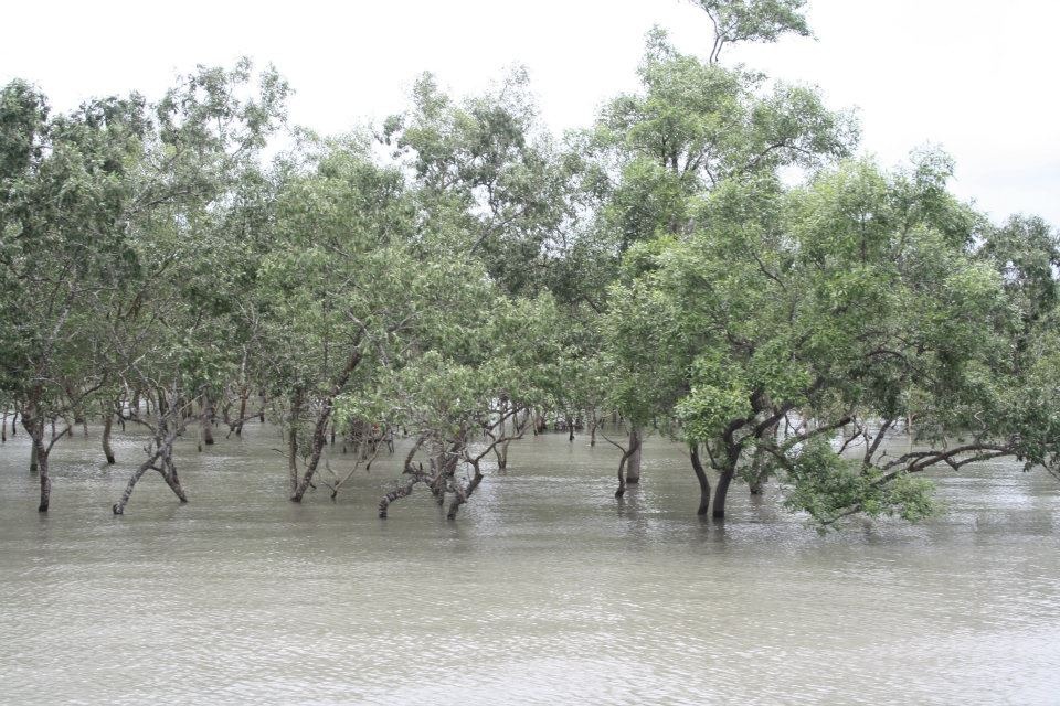 [sundarban2.jpg]